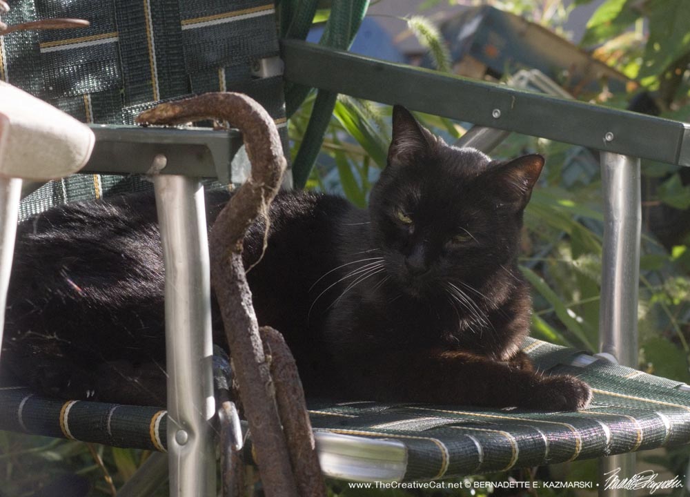 black cat on lawn chair