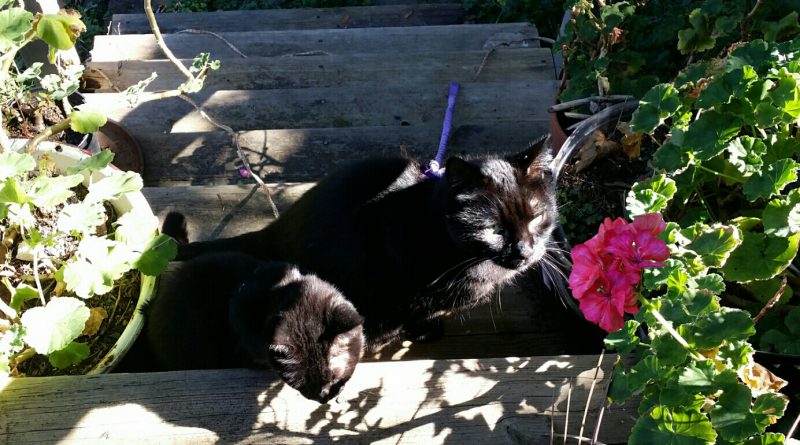 Mimi and Mewsette in the sun on the steps.