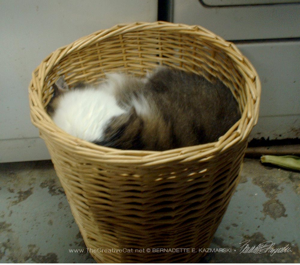 cat in basket