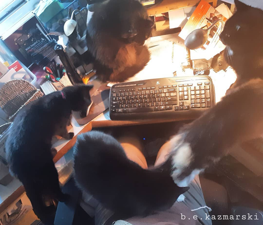 five cats on desk