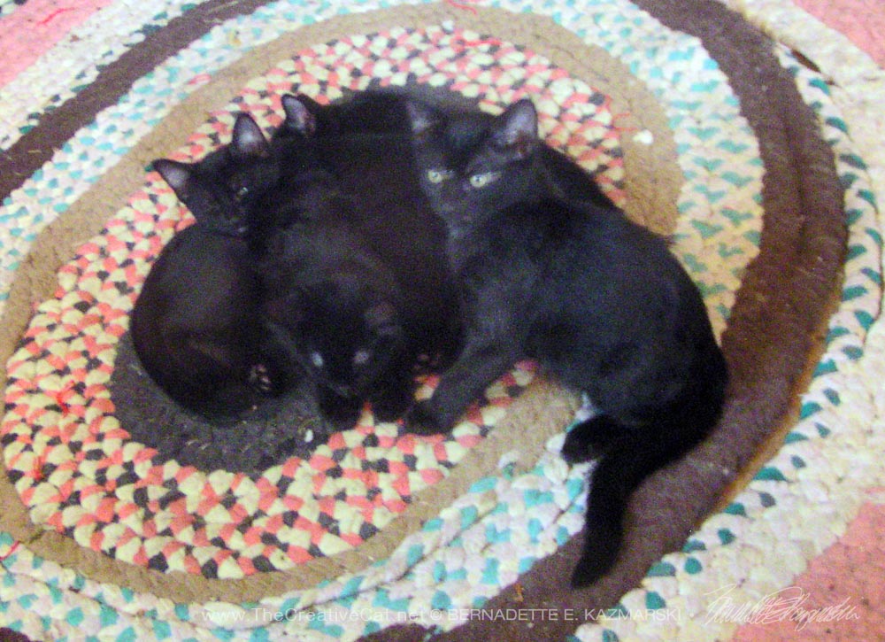 four black kittens on floor