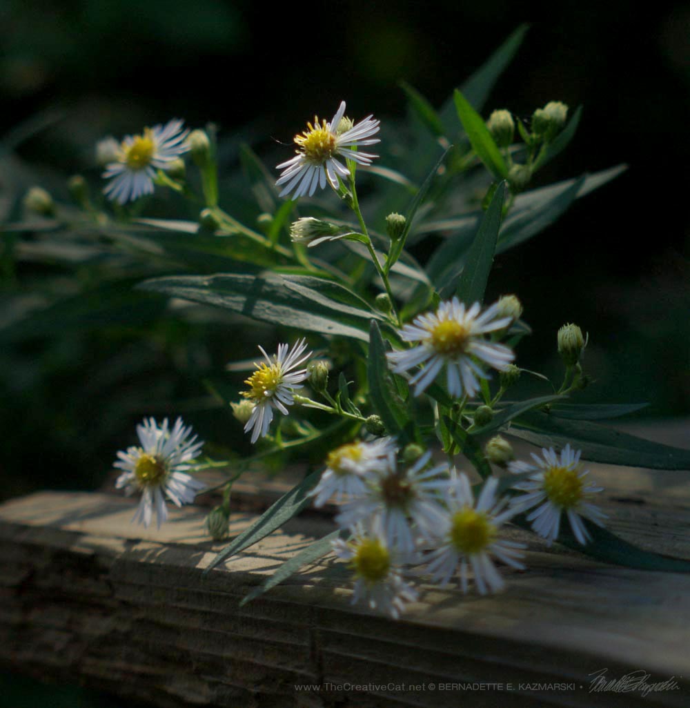 Many Flowered Aster leaning over the picnic table.