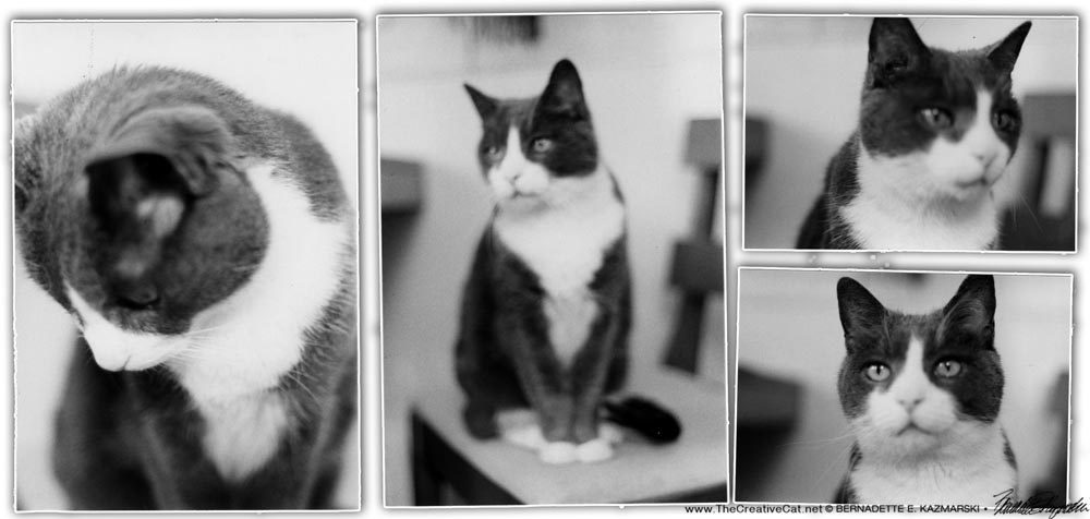 Some artsy shots of Bootsie from 1983.