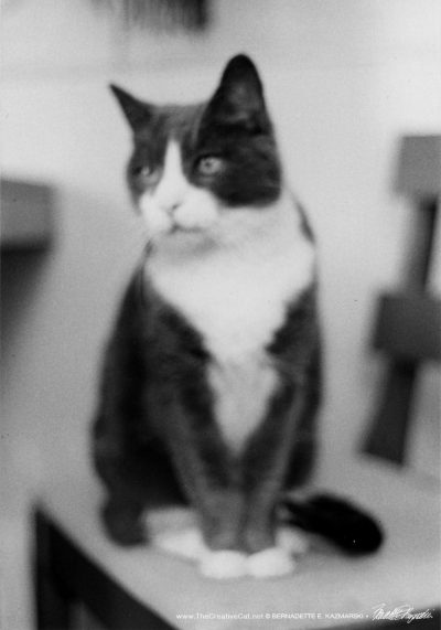 Vintage Photos: Some Artsy Shots of Bootsie, 1983 - The Creative Cat