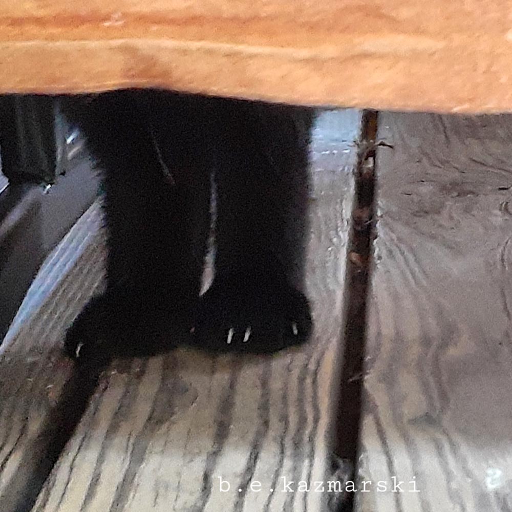 black cat paws