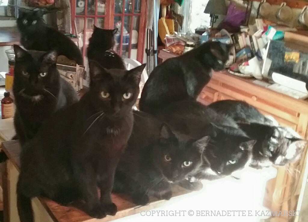 Eight black cats!