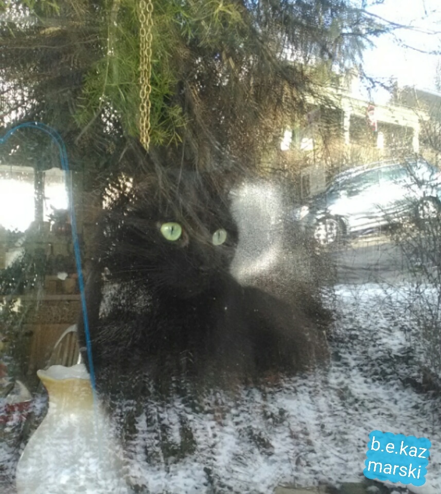 black cat at window
