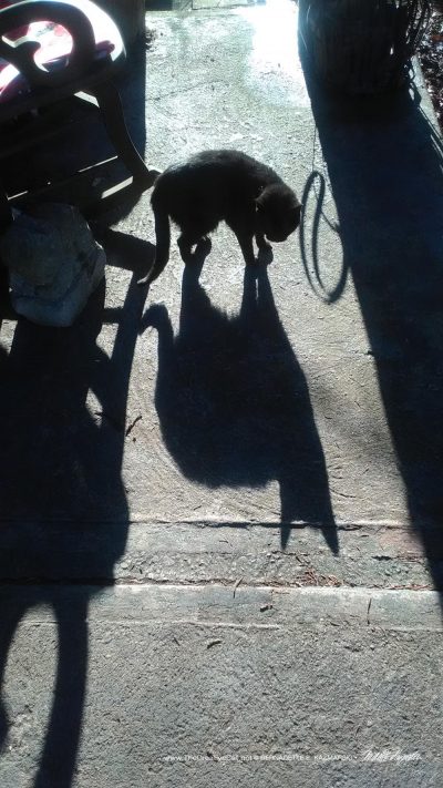 black cat and shadow