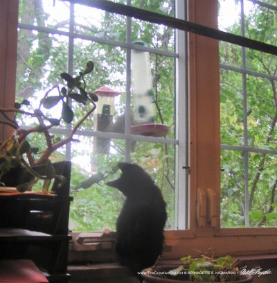 black kitten at window