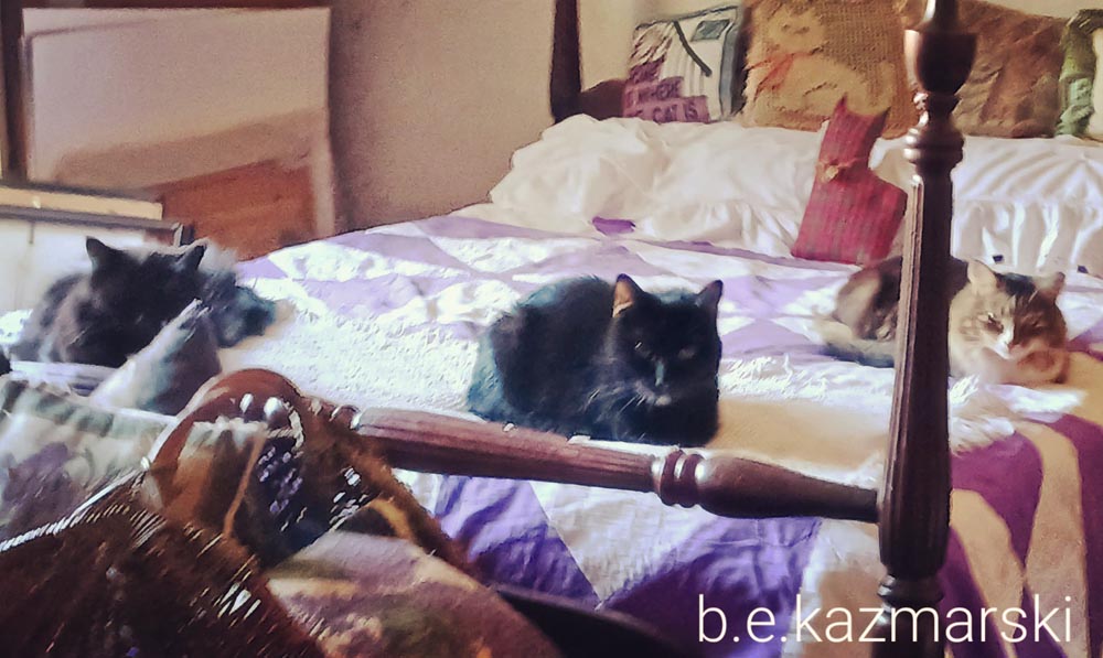 three cats on bed