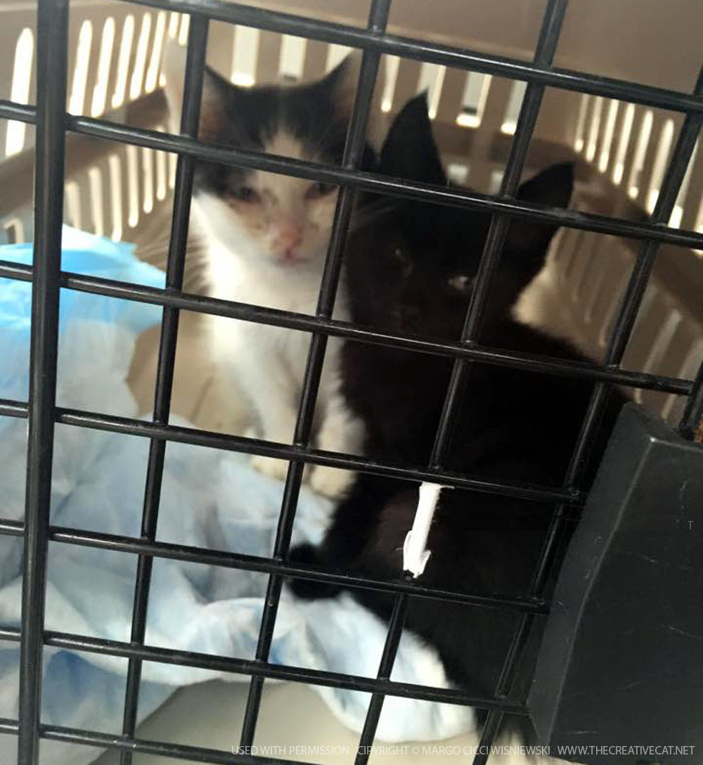 Jack and Jimmy in their carrier.