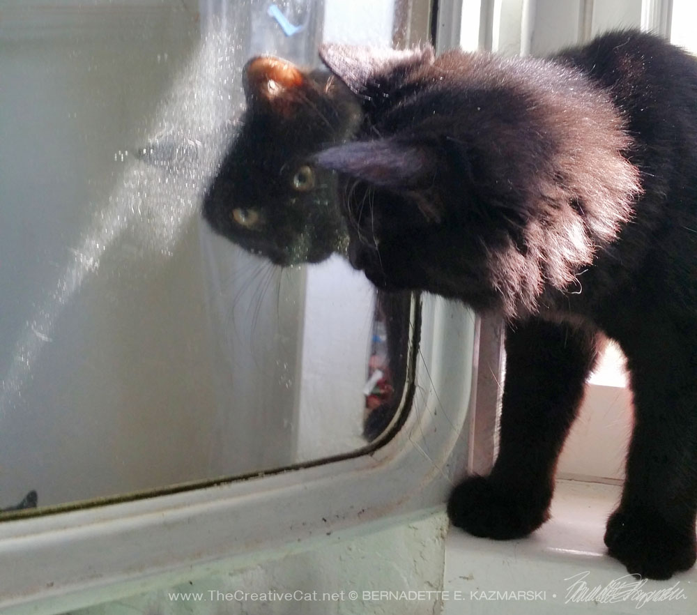 black kitten in mirror
