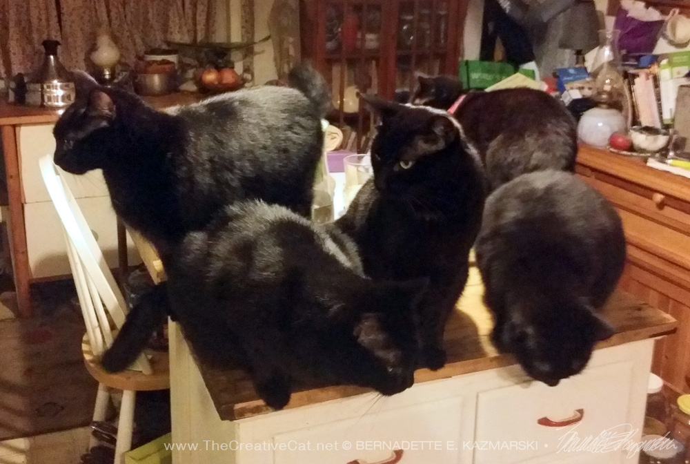 five black cats on cabinet