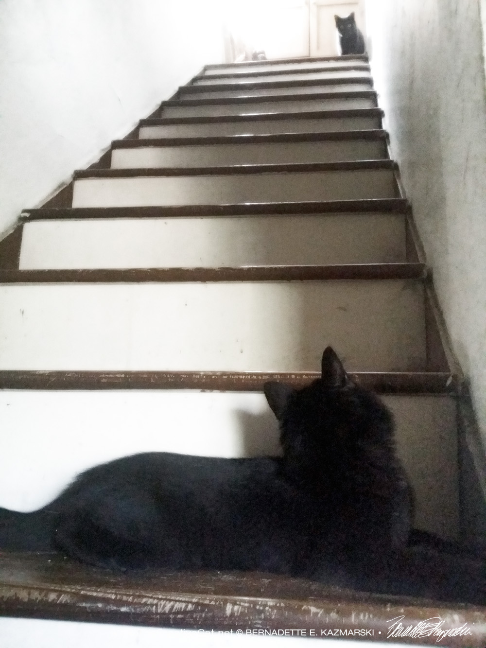two black cats on stairs