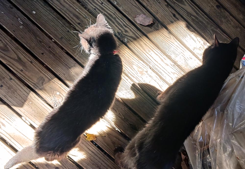 two black cats in sun on deck