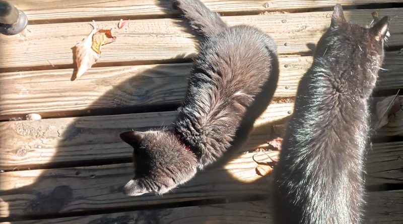 two black cats in sun on deck