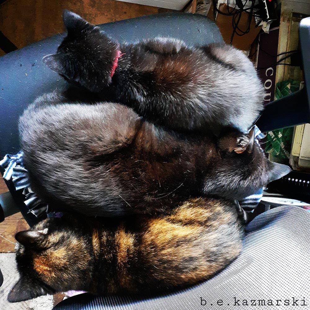 three cats on chair