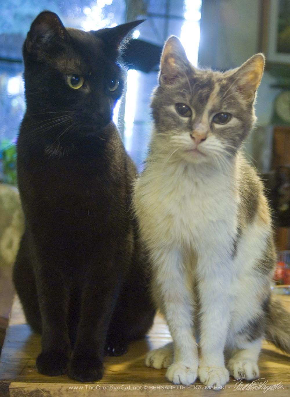 black cat and calico cat