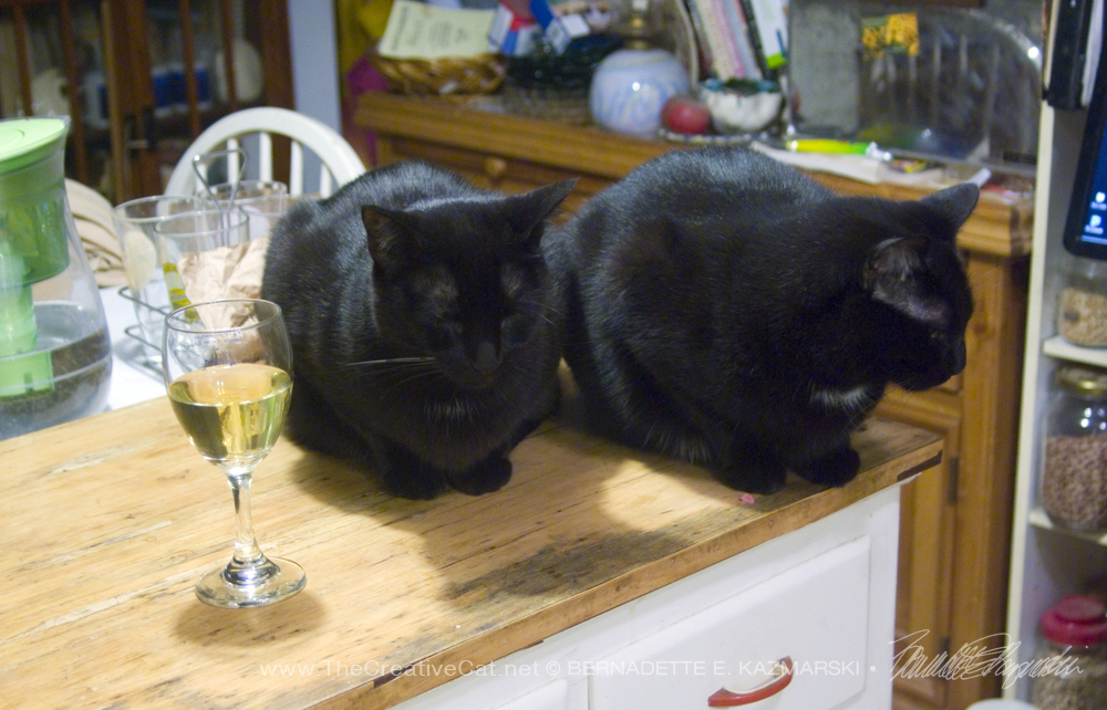 two black cats with wine