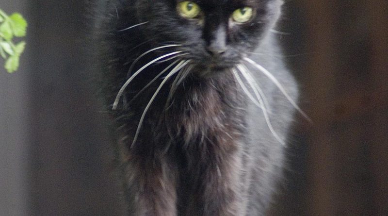 black cat on deck