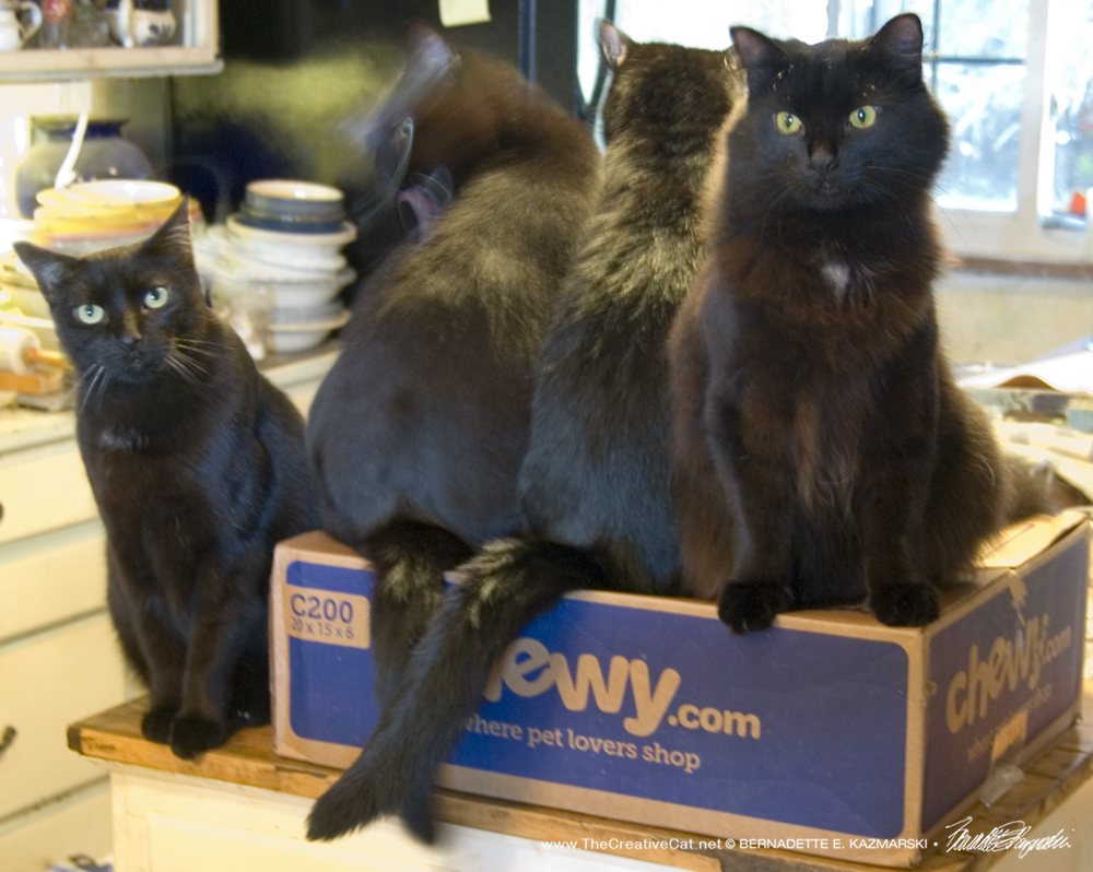 Giuseppe, Bean, Sunshine and Basil claim the box.