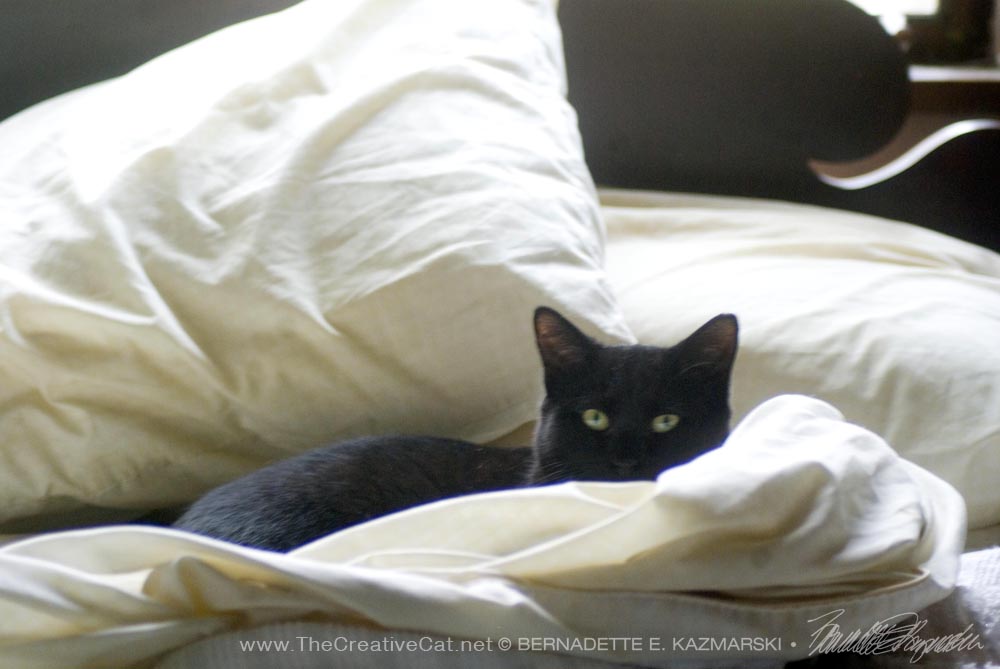 black cat in bed