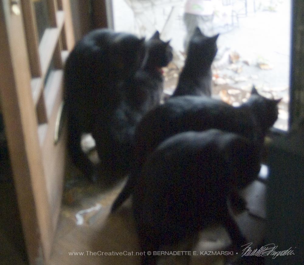 Five black cats at the door!