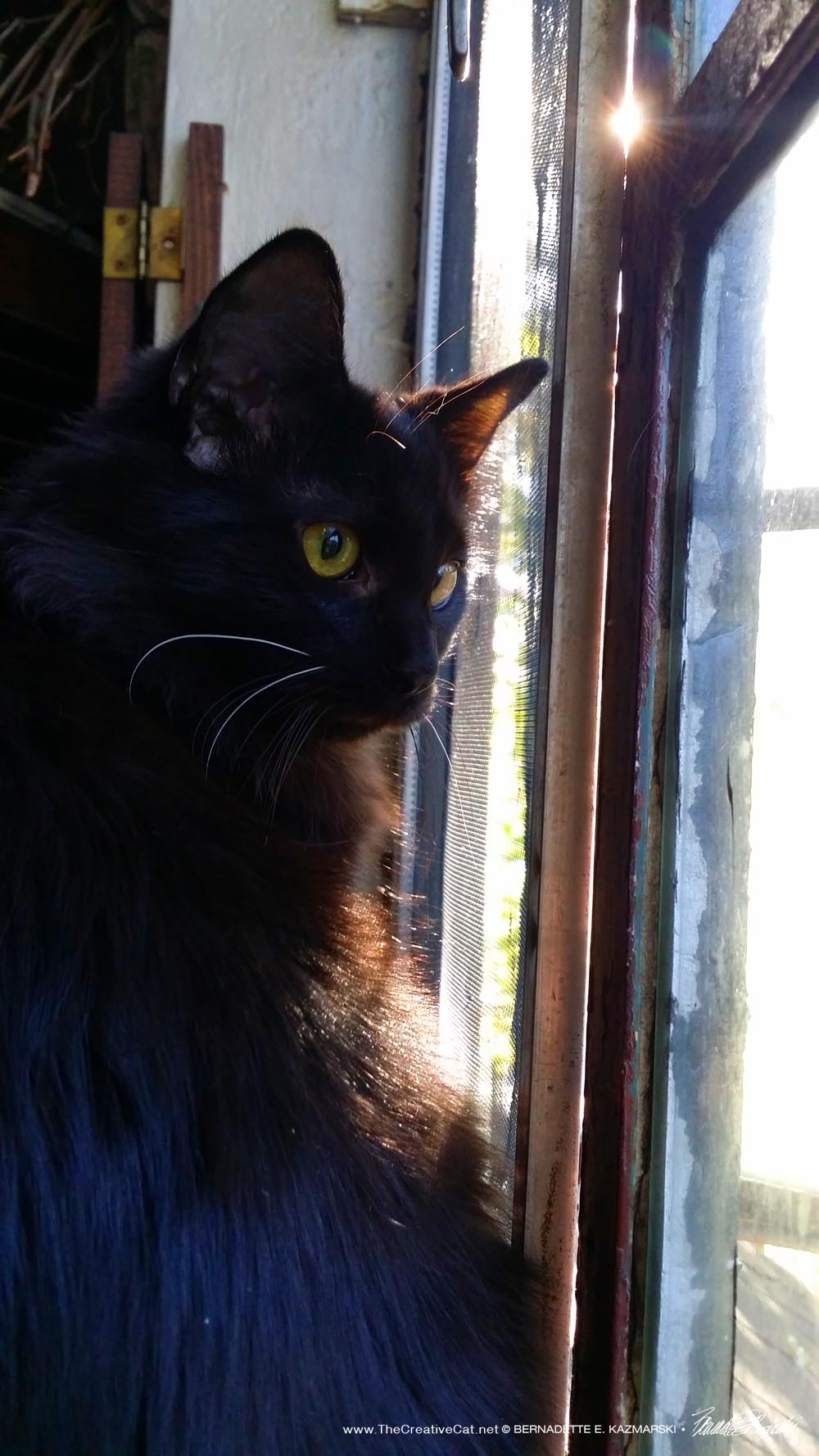 Alvina watching out the window in warm sunlight, one of her favorite things to do.