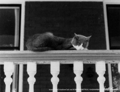 A nap on the railing.