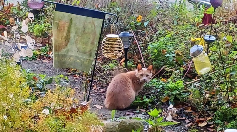 orange cat in garden