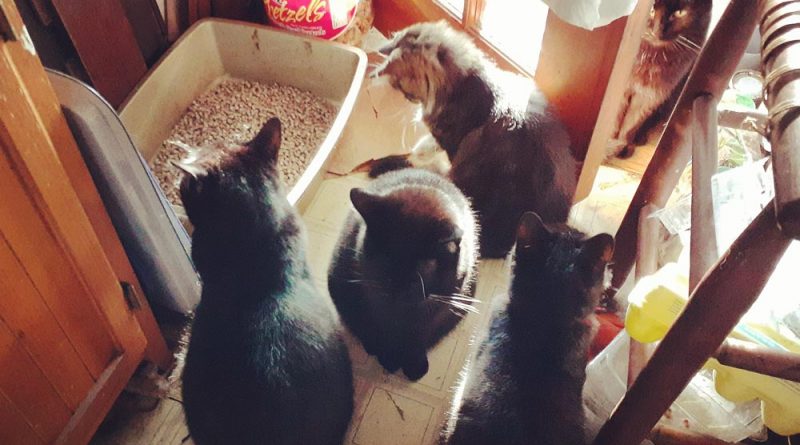 five cats by door