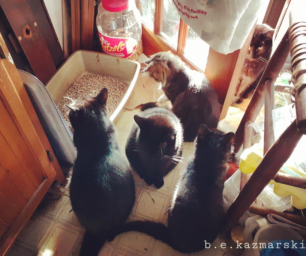 five cats by door