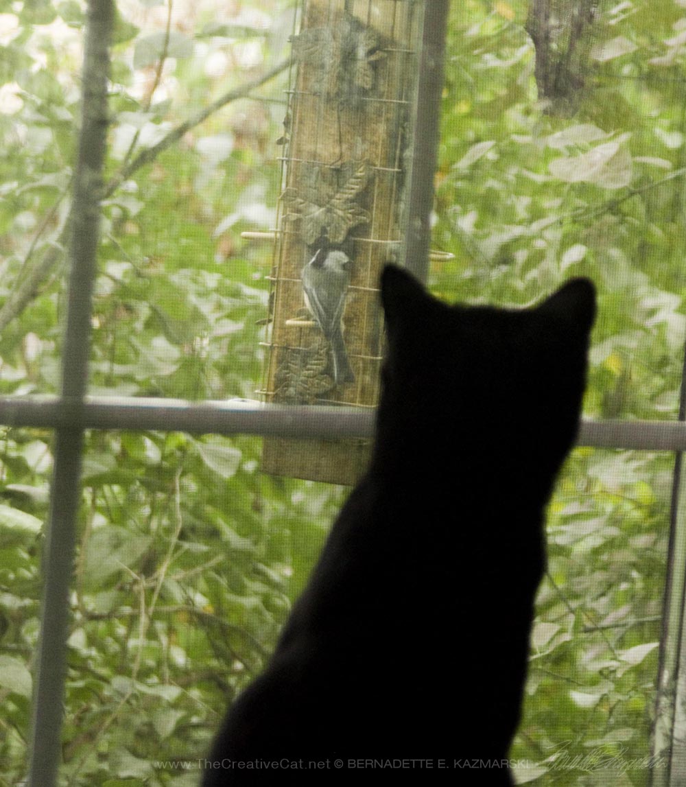 two black kittens watching bird on feeder