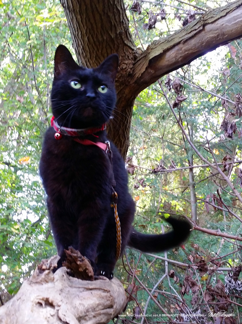 Little Tree Panther.