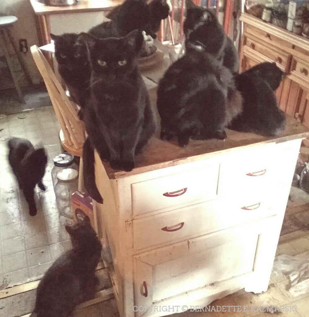 Nine cats in the kitchen!