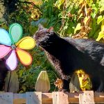 black cat in the sun in the garden