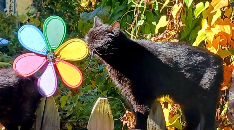 black cat in the sun in the garden