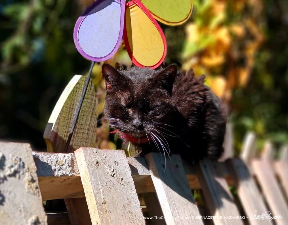 black cat on fence in sun