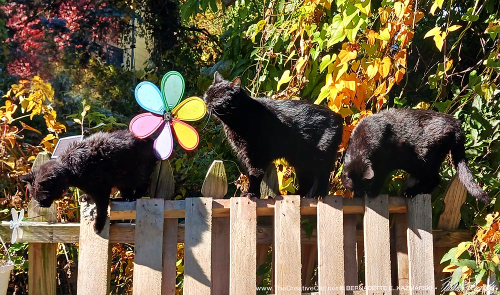 three black cats on fence