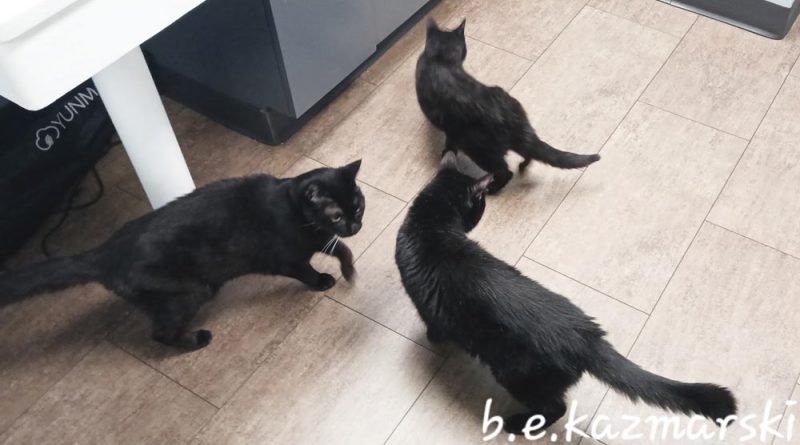 three black cats in exam room