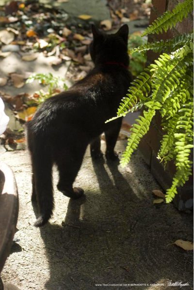 black cat on porch