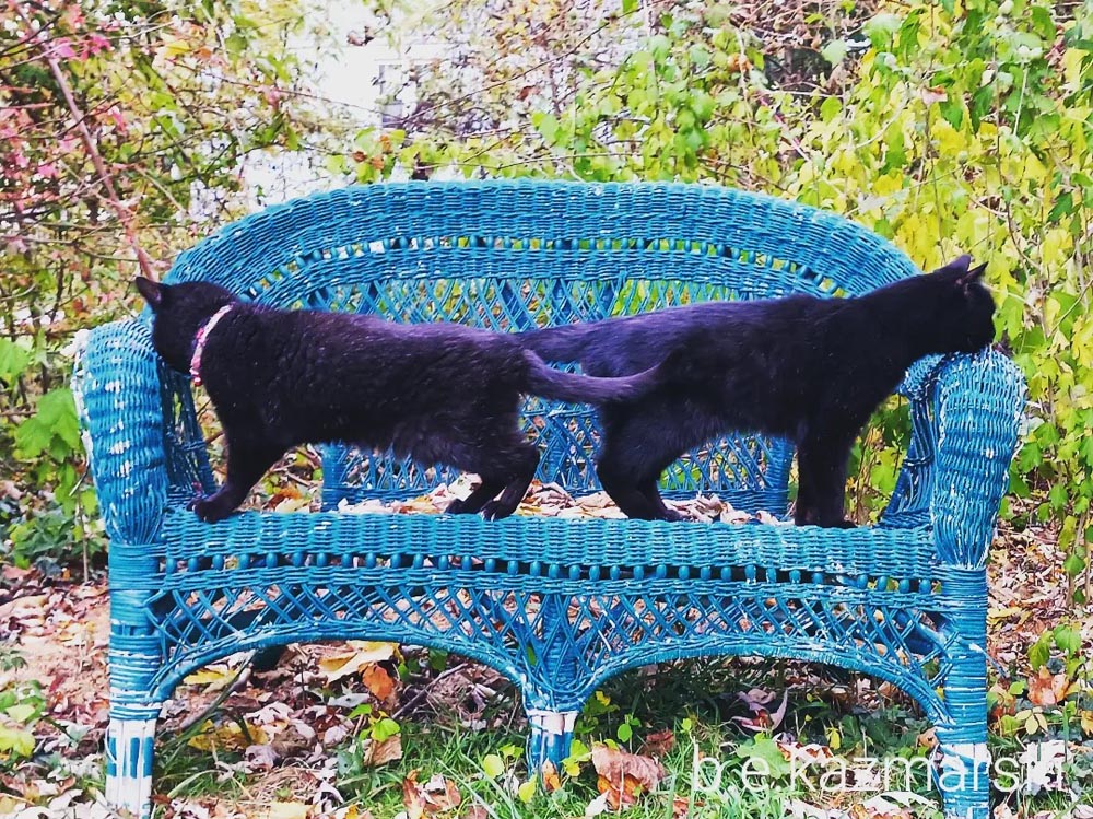 two black cats on teal wicker settee in autumn