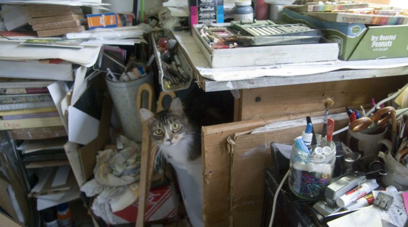 photo of cat in studio