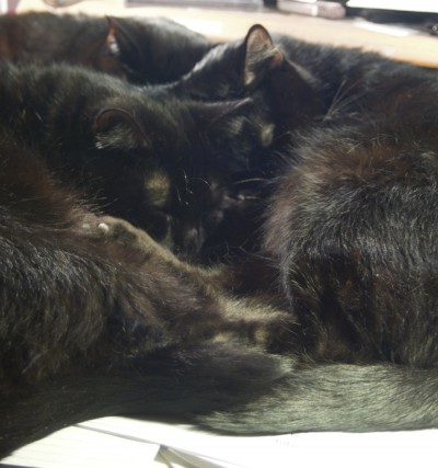 three black cats sleeping