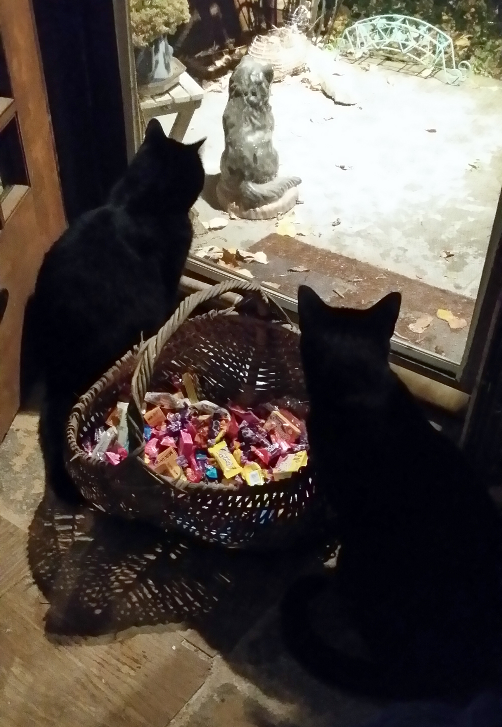 two black cats with candy
