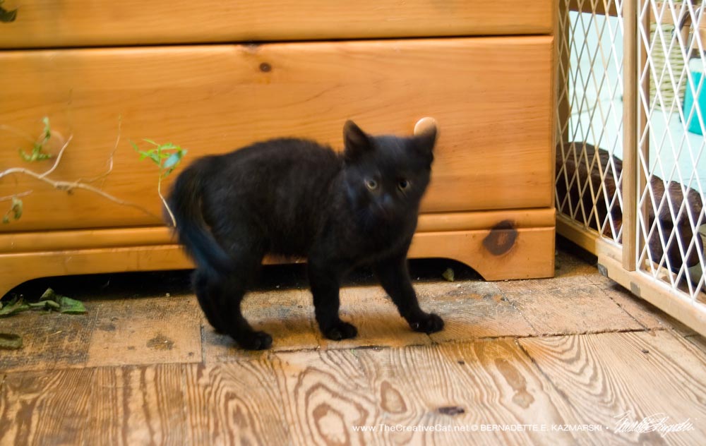 black kitten at top of steps