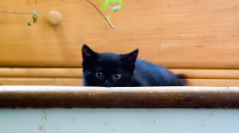 black kitten on step