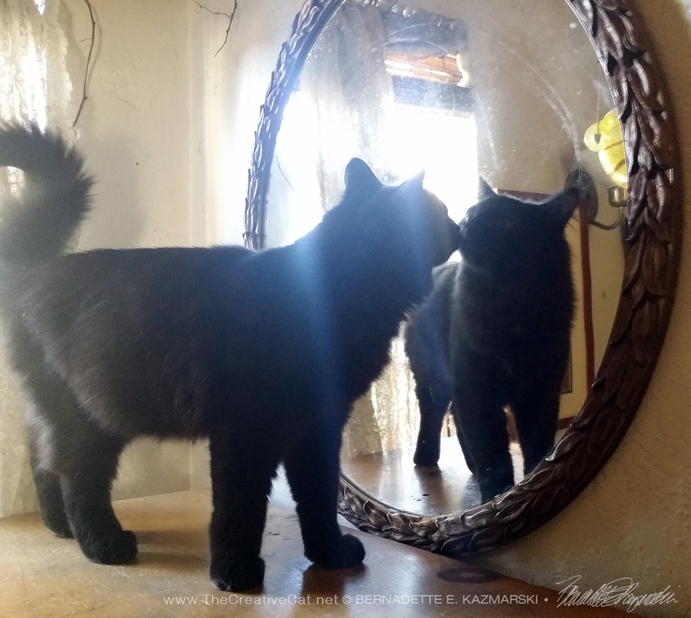kitten looking at himself in a mirror