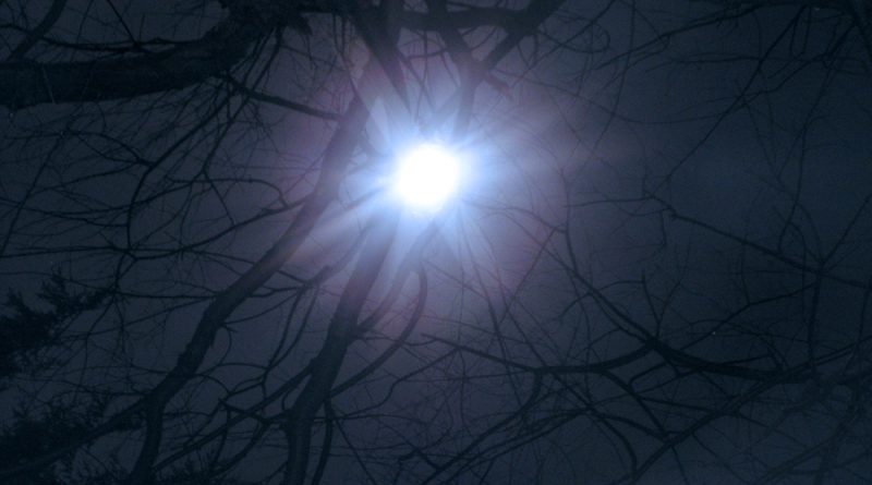 The not-quite-full Beaver Moon shining through the bare branches of my wild black cherry tree, from two years ago.