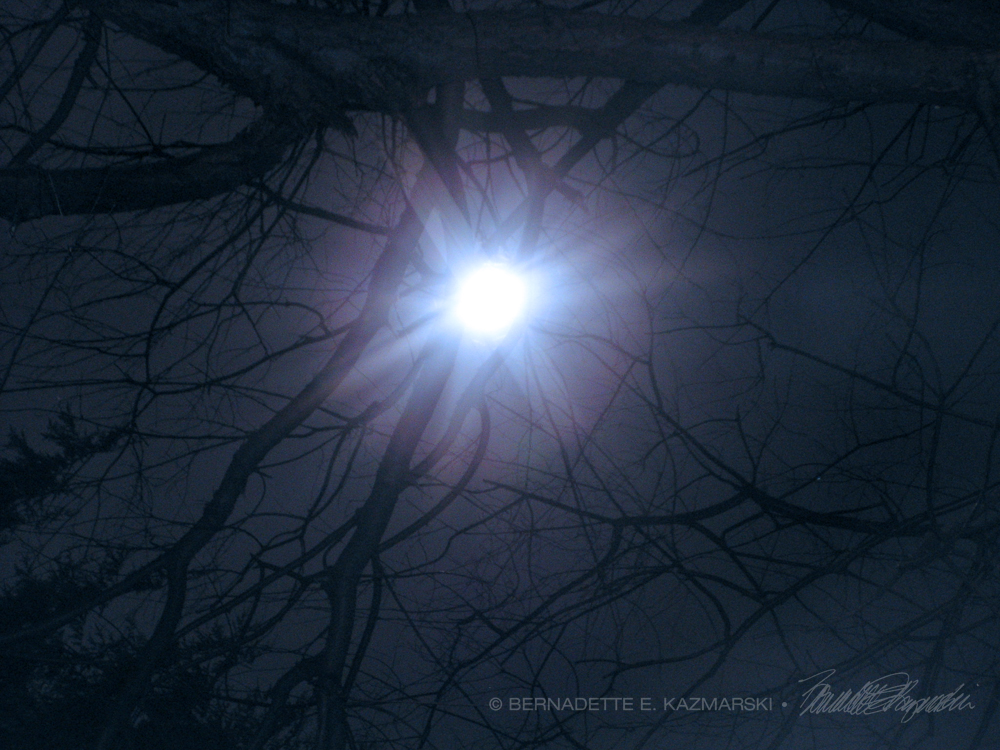 The not-quite-full Beaver Moon shining through the bare branches of my wild black cherry tree, from two years ago.